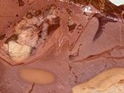 A  Willow Creek Jasper Slab Set  Lot 729