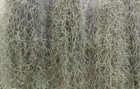 Spanish Moss Live Florida Oak Tree Fresh Decorative Floral Craft Air Plant Dried