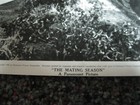 The Mating Season 8 X 10 Still 1951 Gene Tierney