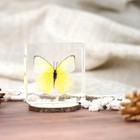 20 Pcs Real Butterfly In Resin Specimen Educational Insect Collection