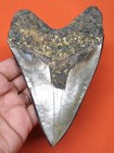 Megalodon Shark Tooth - Real Fossil - Shark Teeth - 4 91 Inches Megladone
