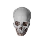 Resin Replica 1 1 Life Human Anatomy Skull Collectable Bar Decoration Teaching