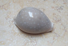 Cypraea Camelopardalis Lyncina 84 9mm Wow Very Huge Rare Size F    Red Sea Shell