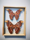 Real Butterfly Atlas Moth f m  Insect Set Taxidermy Double Glass Frame Display