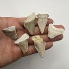 Shark Tooth Lot Megalodon   Mako Shark Teeth Florida Authentic