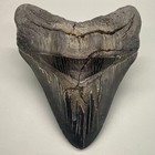Sharply Serrated Large thick 5 45  Fossil Megalodon Shark Tooth