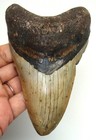 Megalodon Shark Tooth Real Fossil 4 60    No Restorations Prehistoric Shark Teeth