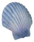 Ocean Nautical Marine Beach Aqua Blue Scallop Sea Shell Wall Plaque Decor 8 25 l