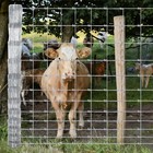 Galvanized Field Fence 4ft 5ft 6ft X 164ft 328ft Livestock Wire Mesh