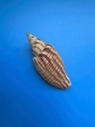 108 8mm   Lyria Kurodai   F      Big Size   Nice Pattern   Beautiful Seashell