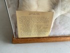 Vintage Taxidermy Arctic Fox White With Display Case