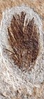 2 Fossil Bird Feathers In Matrix - Green River Formation  Wyoming - Eocene