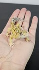 Realistic Leopard Gecko Figurine