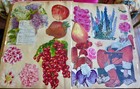 Antique Victorian Scrapbook Album 1800s Ephemera Die-cuts Flowers Veggies Women