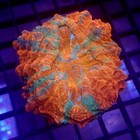 Orange   Green Acanthophyllia Scratch   Dent 2  Wysiwyg- Indigo Corals - Ic 3485