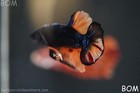 Live Betta Male Black Galaxy Orange Fancy Hmpk   Bom-b362