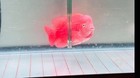 Premium Flowerhorn - Male Super Red Monkey 4 5 Inches - Overnight Usa Shipping