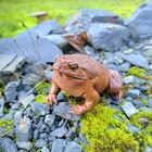 Taxidermy Toad  Real Stuffed Frog  Rhinella Marina