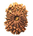 15 Mukhi Rudraksha - Nepal - Collector Size - 27 01 Mm - Igl Certified