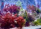 Macro Algae Variety Pack- Aquarium Grown- 5 Frags- Mix Of At Least 5 Species