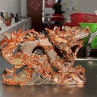 7 2lb 11 natural Nongken Jasper Dragon Decor Carved Quartz Crystal Energy Statue