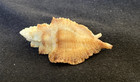 Muricidae Pterynotus Albobrunneus 37 0mm Nacala Bay  Mozambique