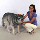 Growling Wolf Life Size Resin Statue Wild Dog Animal Theme Decor Prop Display