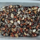 1kg Madagascar Banded Agate Tumbled Beautiful Patterns Randomly Send