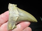 3-3 16 Peru Auriculatus Shark Tooth Fossil Fish Teeth Rare Peruvian Megalodon