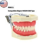 Kilgore Nissin 200 500 Type Dental Typodont Model With Screw-in Removable Teeth
