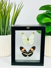Real Butterflies 2  In Black Frame Double Glass A  Grade Specimen 