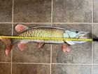 42    Musky Fish Replica - Realistic Musky Mount - Metal Muskellunge Replica