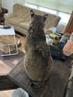 Bobcat Taxidermy 