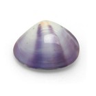 Polished Purple Venus Clam Shell Matching Pair Beautiful Purple Clam Shell