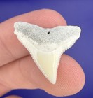 Rare White Fossil Bull Shark Tooth 0 95    Real Shark Teeth