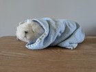 Sleeping White Himalayan Cat Stuffed Animal - Avanti Baby Animals Applause