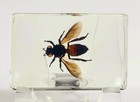 44mm Real Honeybee Honey Bee In Clear Lucite Resin Science Education Specimen