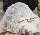 Raw Wool - Shetland Sheep - Fawn - I Pay Shipping 