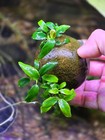 Anubias Minima - Live Aquatic Plants - Freshwater Plant - Fishtank Epiphyte