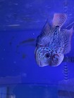 Flowerhorn Live Fish