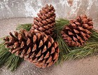 20 Large Georgia Pine Cones       Big Hand Select Perfect Cones       Fast Shipping