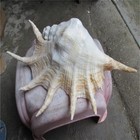 25cm Natural Conch Shell Large Seven Spiked Sea Shell Aquarium Wedding Decor