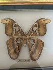 Atlas Moth Taxidermy- Plus 4  Butterflies- Framed Display Case- 24 x12 -      1