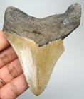 Megalodon Shark Tooth 3 17 - Serrated Real Fossil Shark Teeth - No Restorations