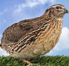 15  Georgia Giant Jumbo Coturnix Quail Hatching Eggs Npip Ai Free