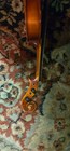 Vintage 1 2 Size Violin Fritz Otto Raiser 1972 West Germany Student