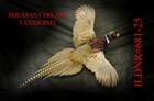 Pheasant Taxidermy Mount Flying Right Open Beak Wall Hanging Mount Ildnr 681-25