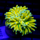 White Tip Banana Grail Malaysian Gold Torch Wysiwyg - Indigo Corals - Ic 3190