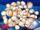 1 2 Pound Strawberry Cockle Sea Shells  1  To 2  Beach  Decor Craft