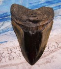 Megalodon Shark Tooth 4 1 2 Shark Teeth Huge Sharp Fossil Stunning Color  real
